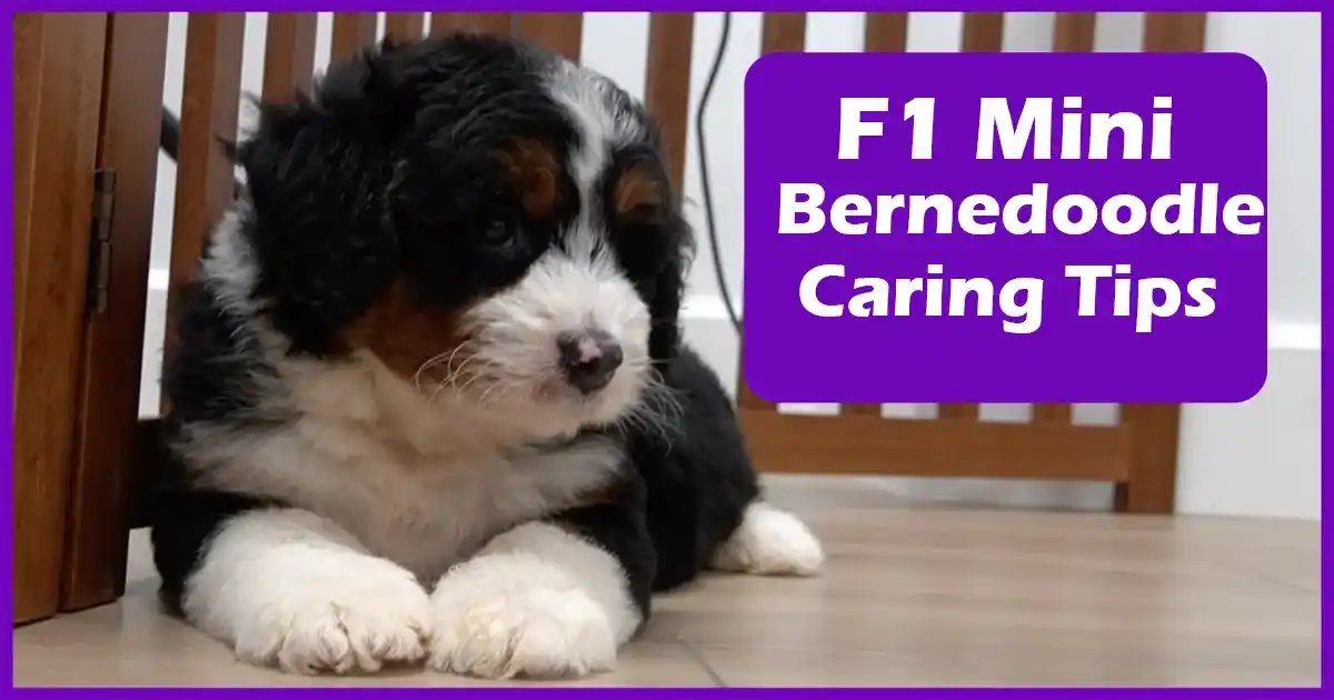 Caring for Your F1 Mini Bernedoodle