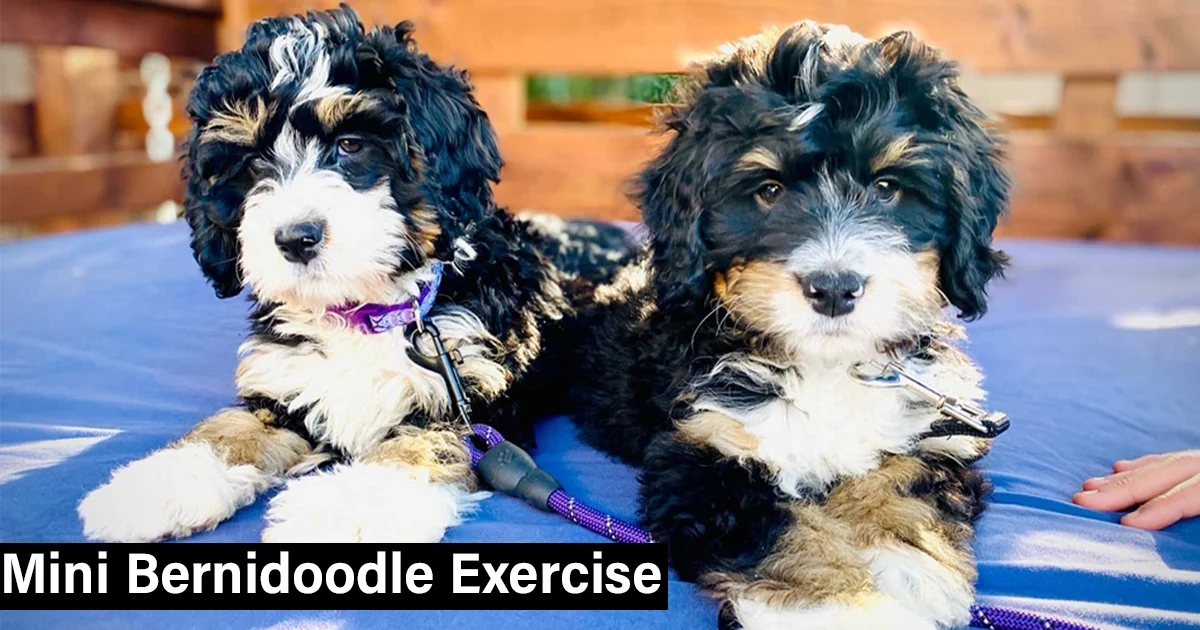 Exercise Needs of Mini Bernedoodles