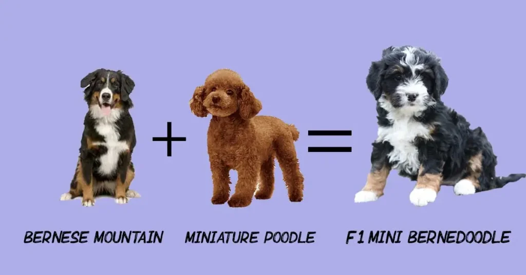 F1 Mini Bernedoodle