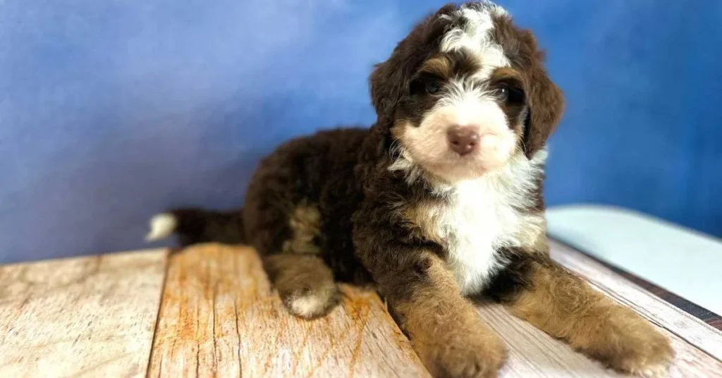 Mini Bernedoodle Grooming