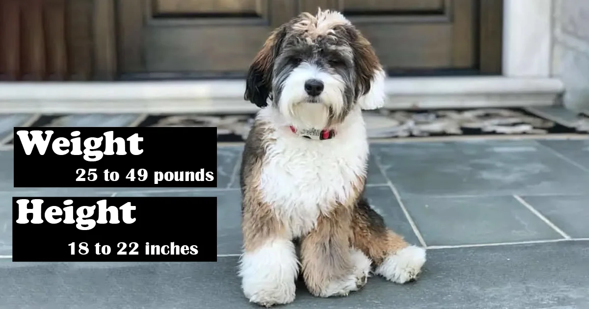 Mini Bernedoodle Size and Weight