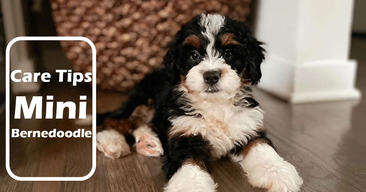 Mini Bernedoodle Temperament Guide | Traits & Care