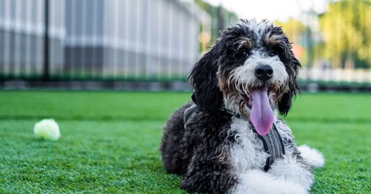 Mini Bernedoodle Grooming