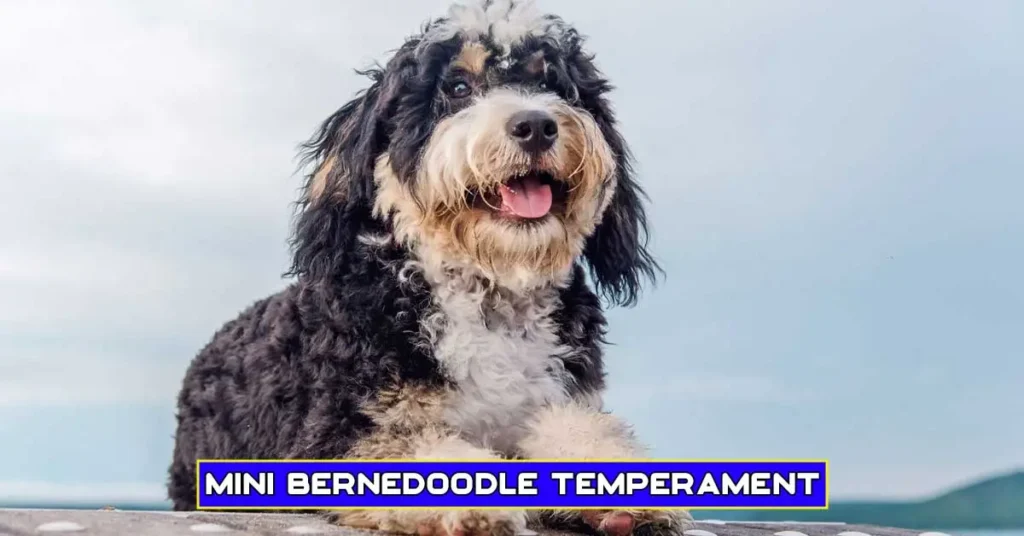 mini bernedoodle temperament