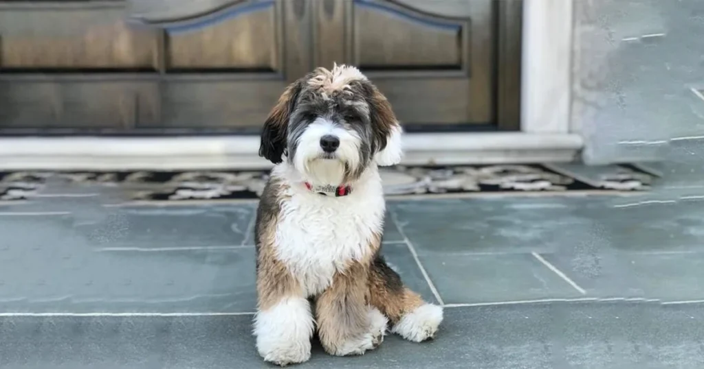 Full Grown Mini Bernedoodle