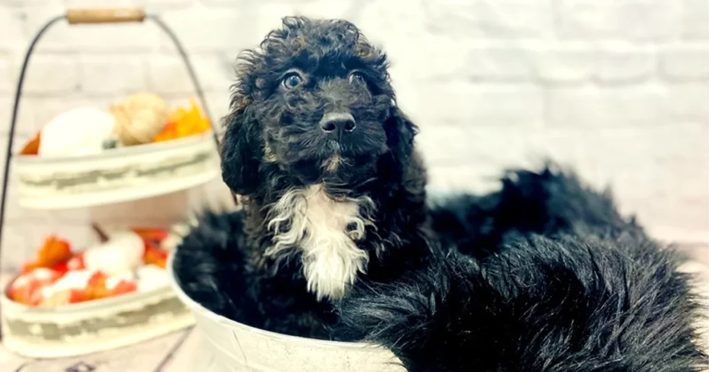 Black Mini Bernedoodle