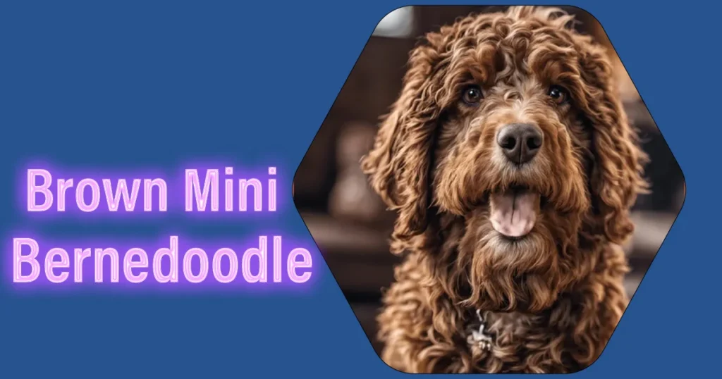 Brown Mini Bernedoodle