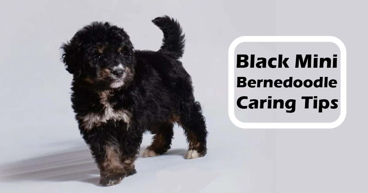 Caring for Your Black Mini Bernedoodle