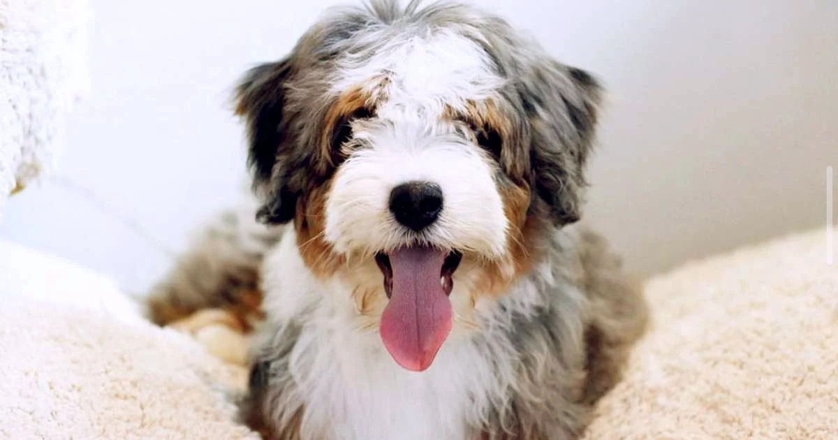 Defining the Teacup-Mini Bernedoodle