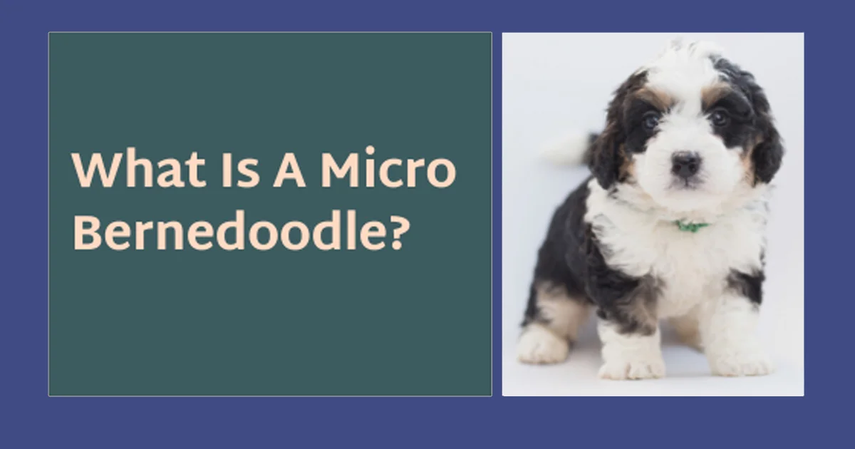 Finding a Micro Mini Bernedoodle