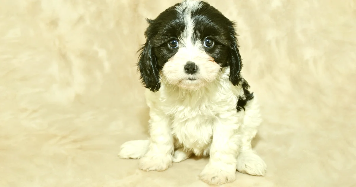 Key Essential Nutrients for Mini Bernedoodles