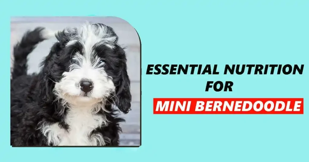 Mini Bernedoodle Nutrition