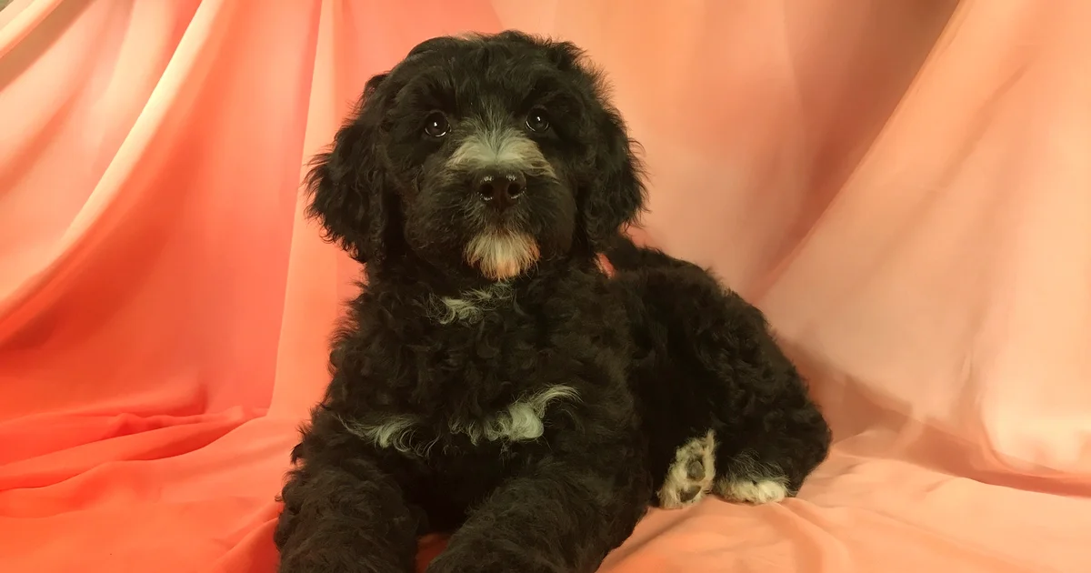 Understanding the Black Mini Bernedoodle