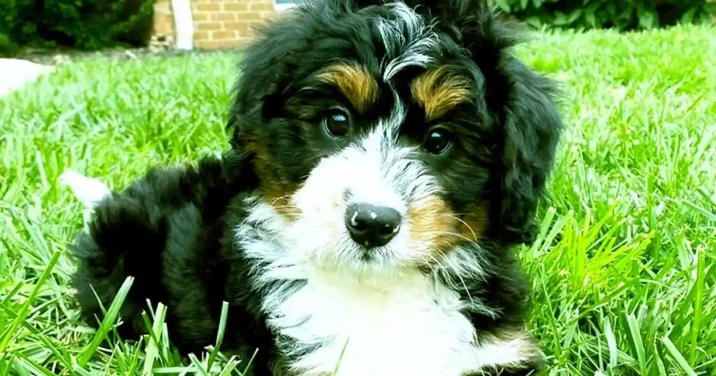 Teacup Mini Bernedoodle