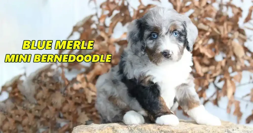 Blue Merle Mini Bernedoodle