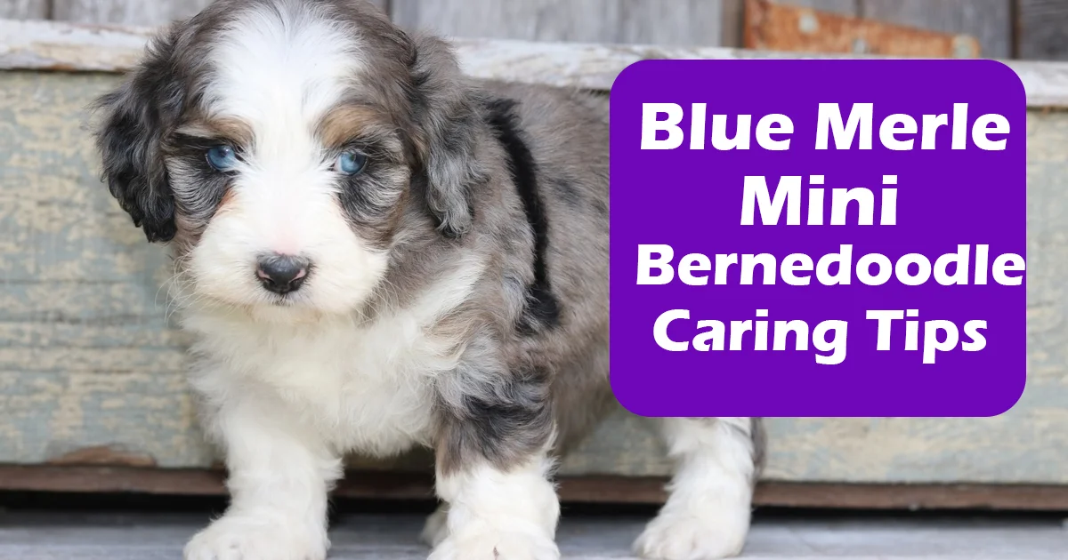 Caring for Your Blue Merle Mini Bernedoodle