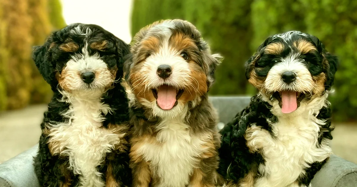 Choosing the Right Mini Bernedoodle Puppy