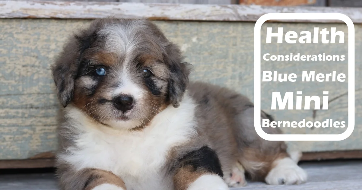 Health Considerations in Blue Merle Mini Bernedoodles