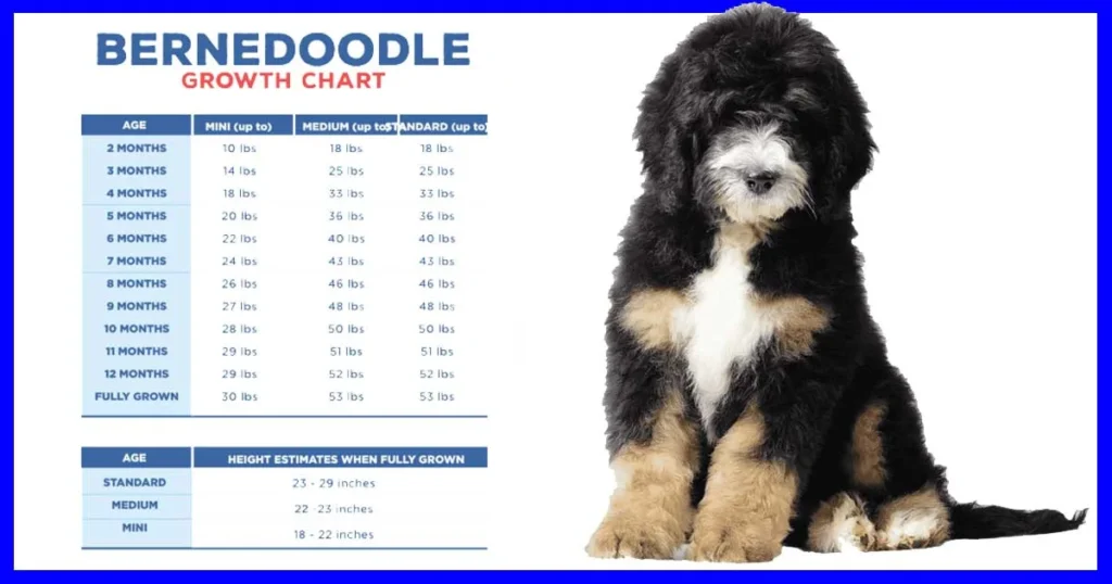 Mini Bernedoodle Growth chart