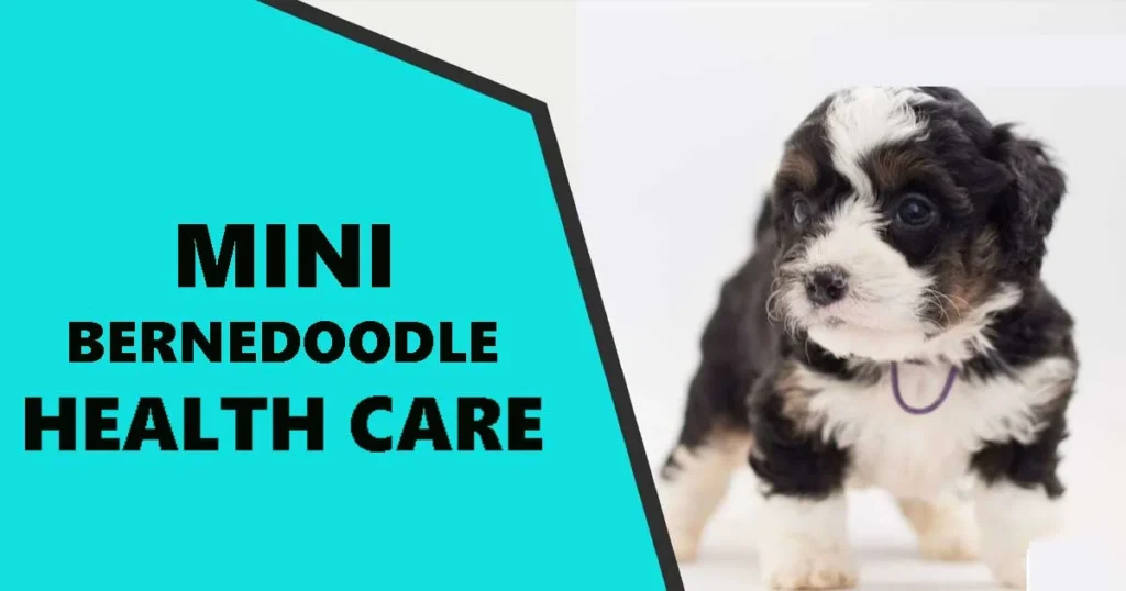 mini bernedoodle health care