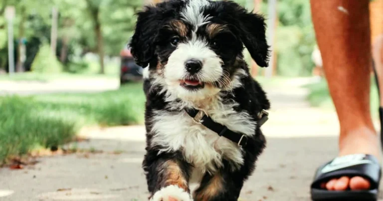 F1BB Mini Bernedoodles: Ultimate Guide to This Lovable Breed