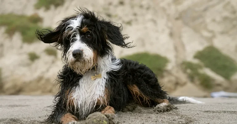 Micro Mini Bernedoodle full grown