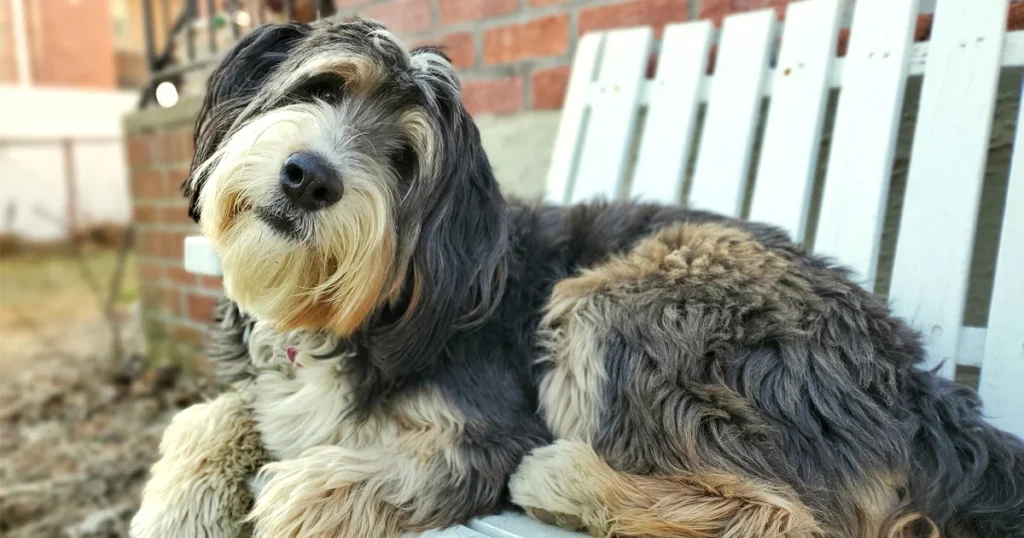 Mini Bernedoodle adult