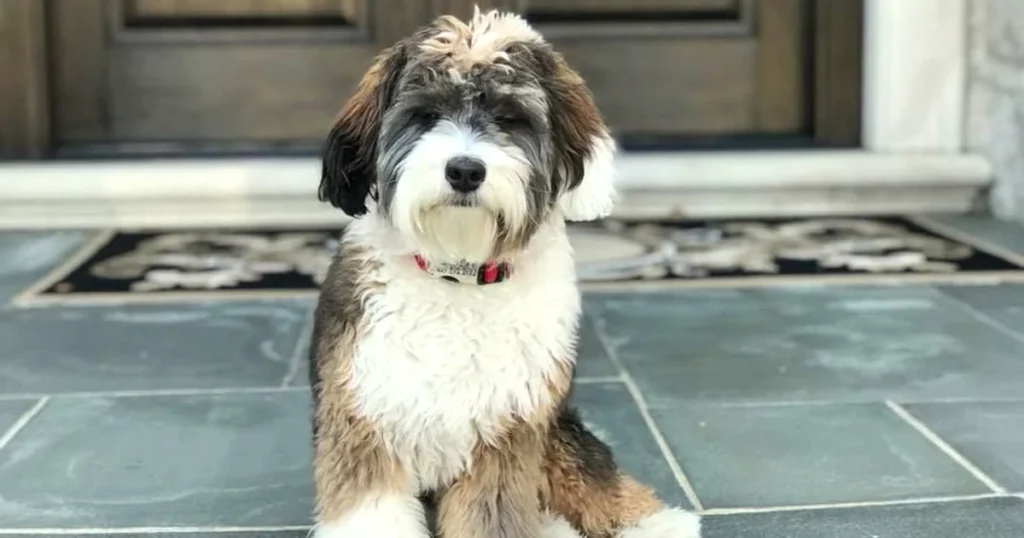 Teacup mini bernedoodle full grown